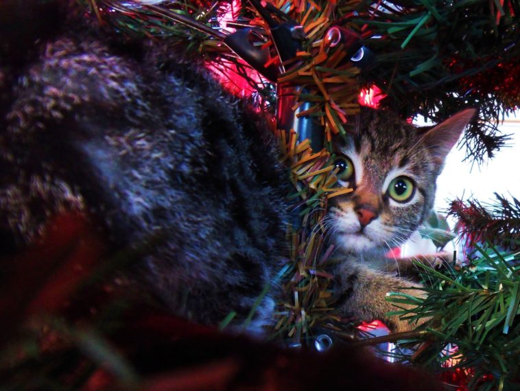 Weihnachten mit Katzen