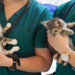 krankenversicherung für katzen