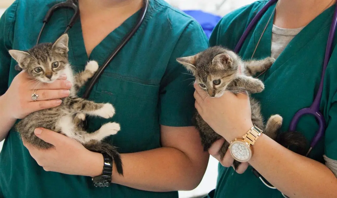 Neue Tierarztgebühren In 2020 Was Katzen Und Hundehalter