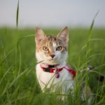 katze jagt vögel