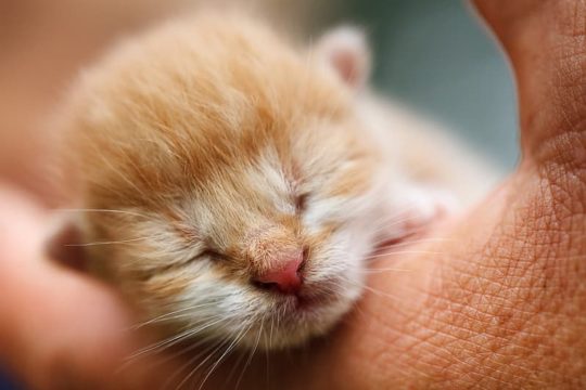 Die beliebtesten Katzennamen für 2020 | Cat-News.net