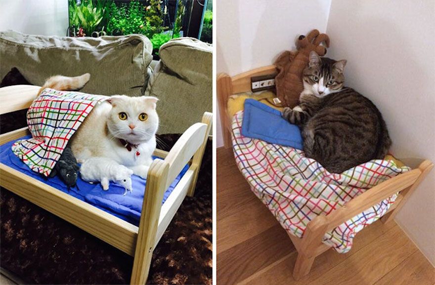 Katze Schildkröte Wie Hoch Ist Der Tisch