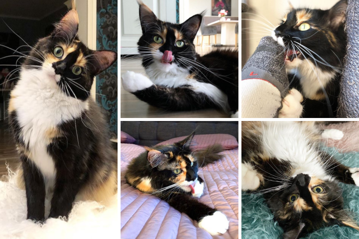 katzen auf instagram toffi the maine coon