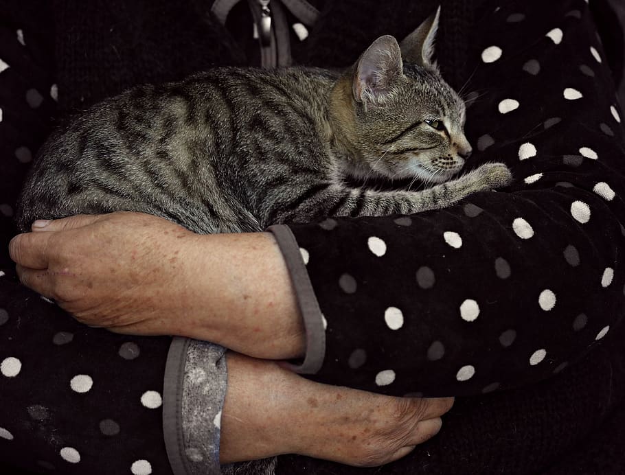 katzen
