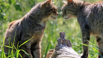 Ist Deine Katze Schwanger Anzeichen Fur Eine Schwangerschaft Bei