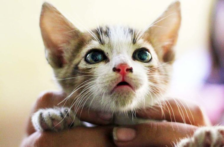 Hartz Iv Mit Katze Was Betroffene Wissen Sollten Und Wo Es Hilfen