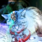 tierrettung katze