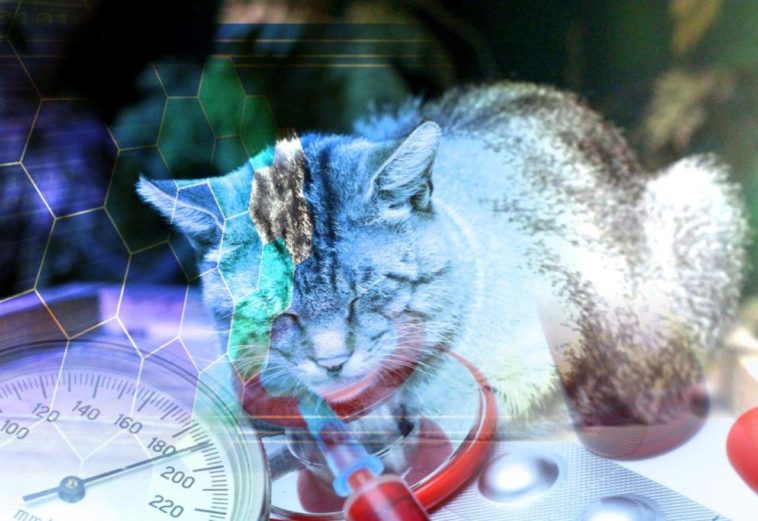 tierrettung katze