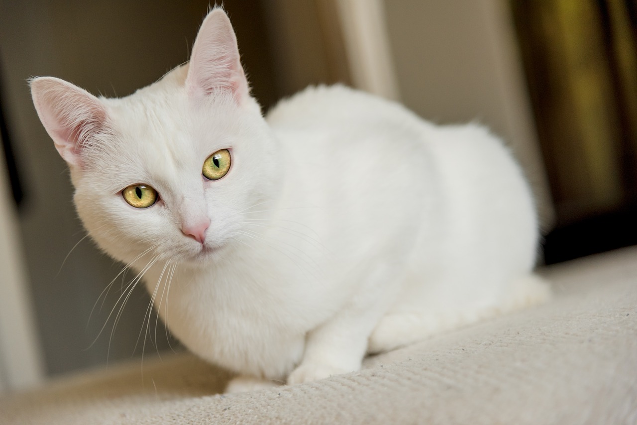katze bambi neuss