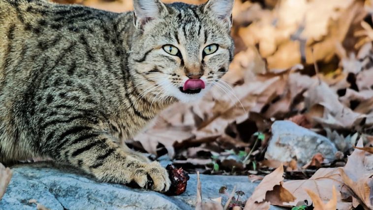 katzen nicht desinfizieren
