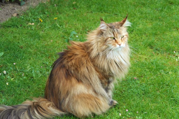 katzennamen aus russland - sibirische waldkatze