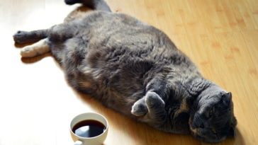 Katze immer dicker wird trotz weniger Futter