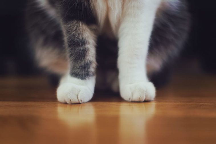 katzen mit weißen pfoten