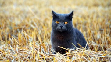 russische katzennamen katze aus russland