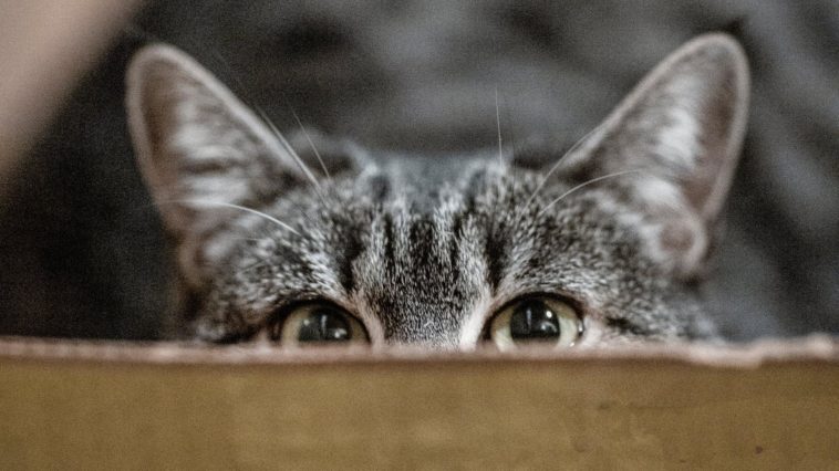 coronavirus-katze-test