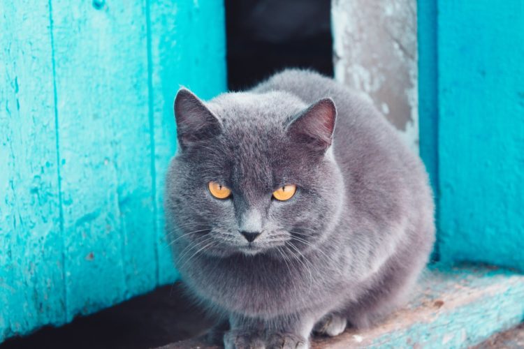 russische katzennamen - russisch blau katze