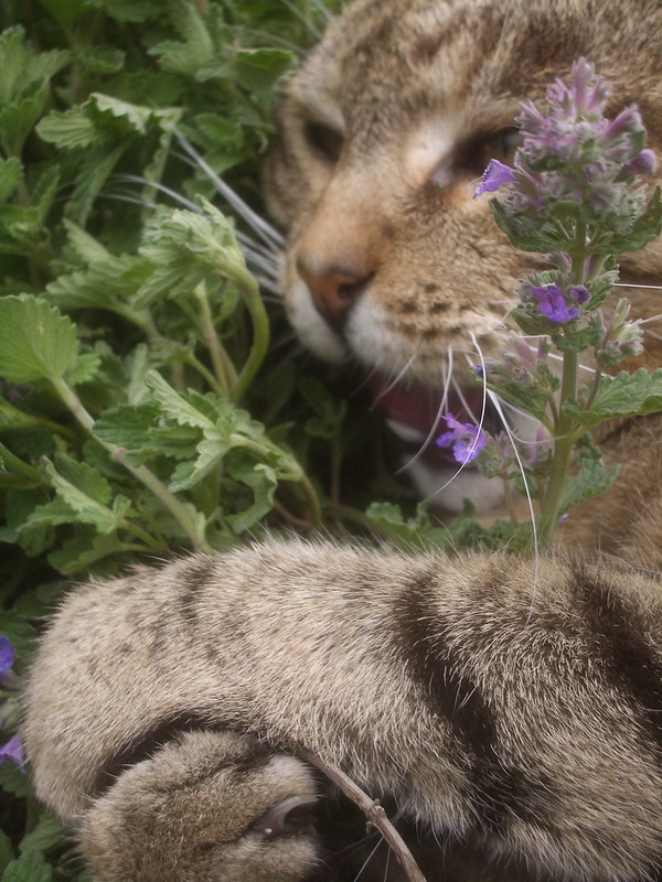 kaztenminze wirkung auf katzen