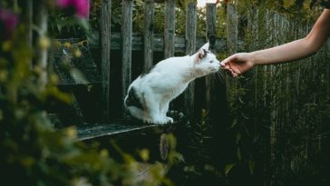 katzen gadgets