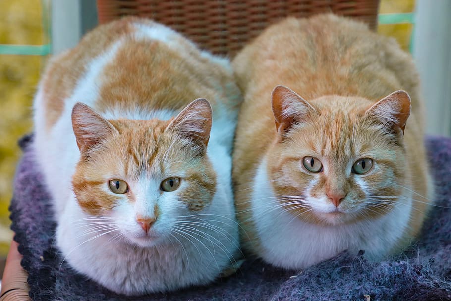 katzenminze ist unschädlich für katzen