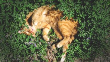 katzenminze wirkung auf Katzen