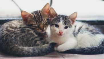 katzennamen für katzenpaare