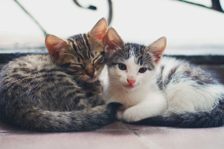 katzennamen für katzenpaare