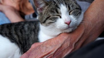 trauer bei katzen