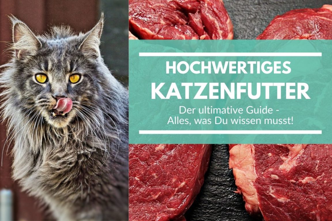 Hochwertiges Katzenfutter Der ultimative Guide, alles was Du wissen musst