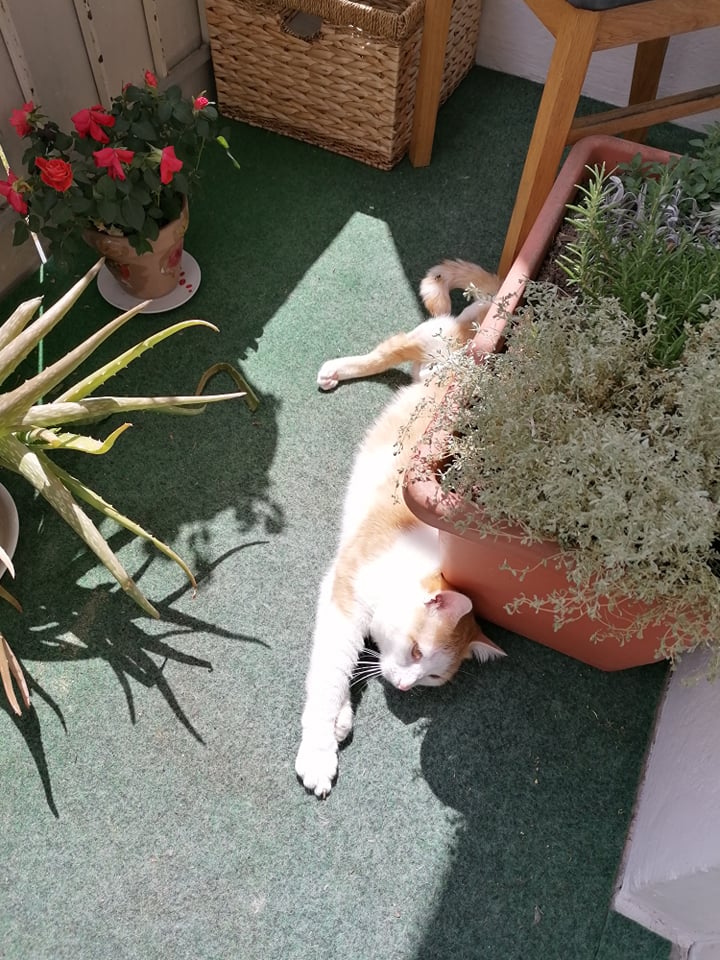 Katze Miaut Und Rennt Durch Die Wohnung