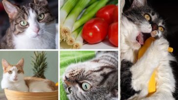 katze vegan