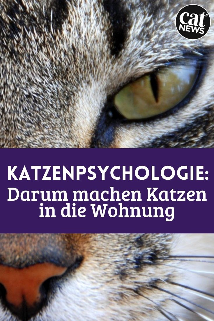 katze pinkelt überall hin