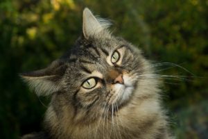 Katzenrassen für Allergiker: Diese 4 Rassen haaren kaum, sind hypoallergen und bildhübsch!