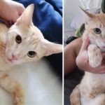 katzen-in-not-kater-duabi
