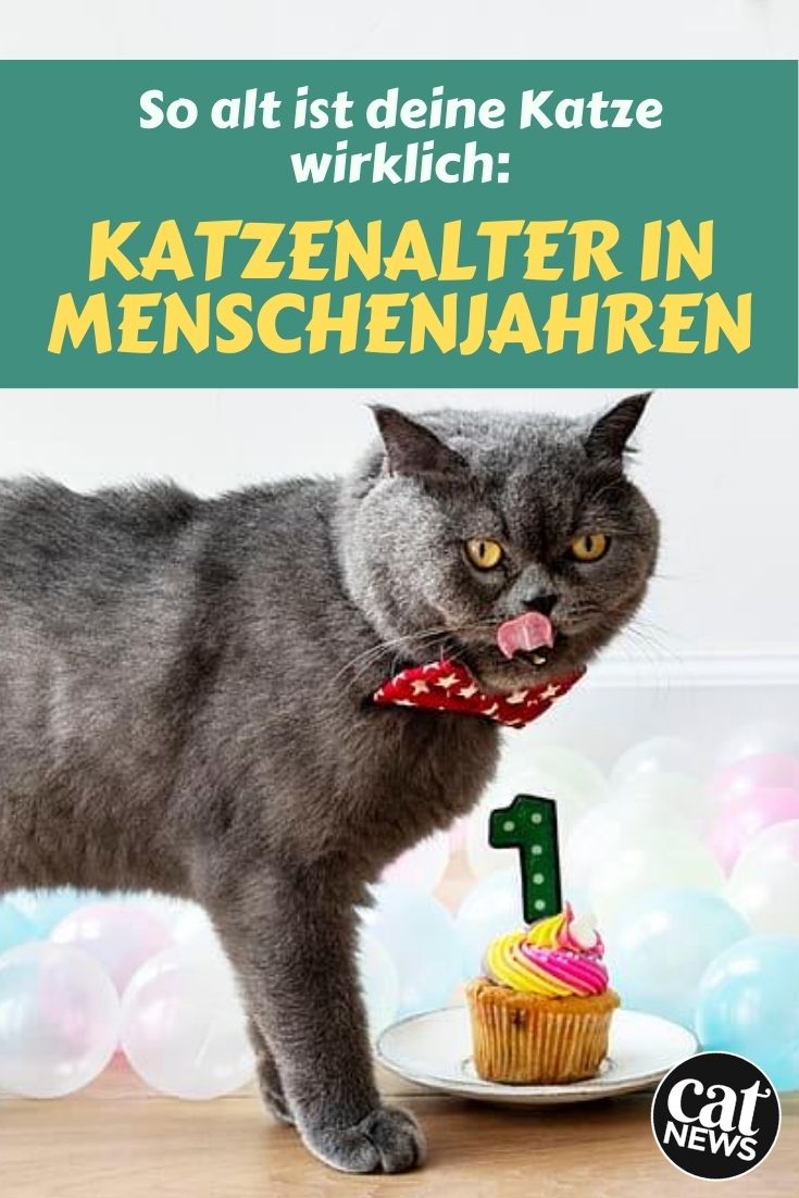 katzenalter in menschenjahren