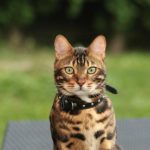 bengal katze