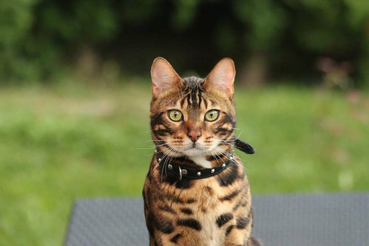 bengal katze