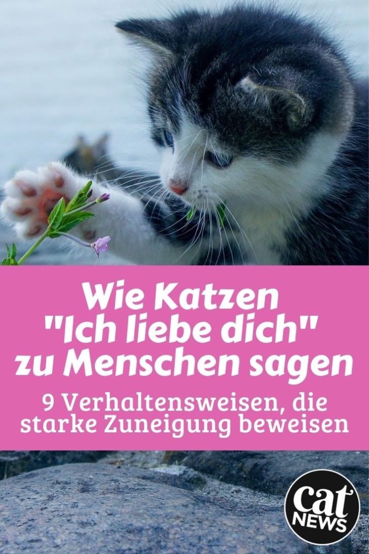9 Verhaltensweisen, mit denen Katzen ihre Liebe zu Menschen ausdrücken