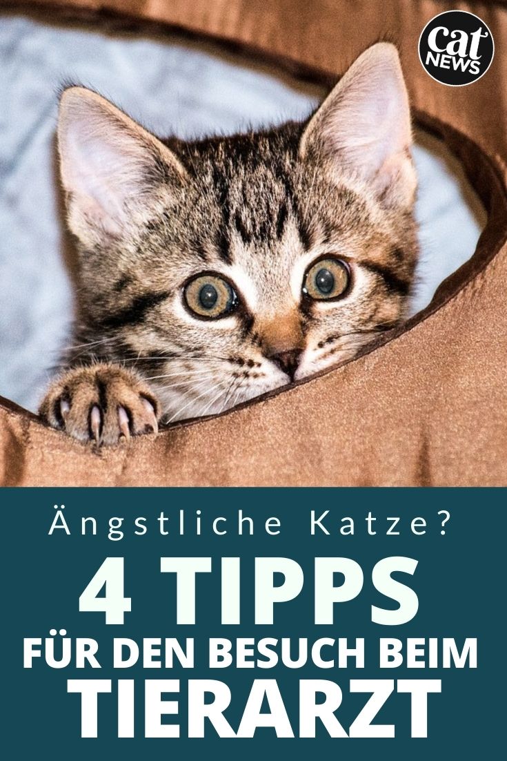 mit der katze zum tierarzt