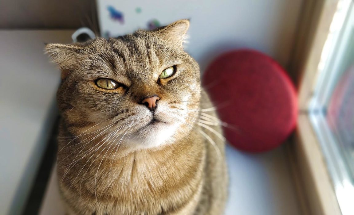 Kommandos in der Katzenerziehung So akzeptiert eine Katze dein "Nein"