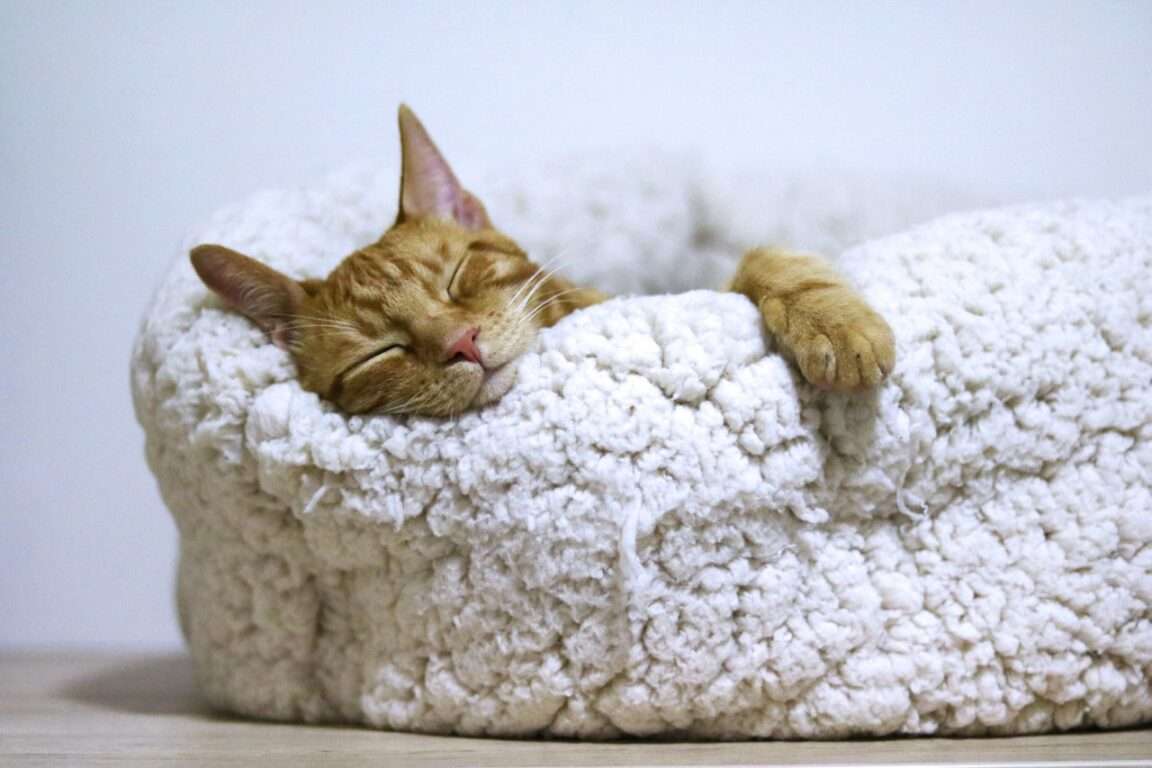 Weshalb Katzen so gerne im Bett schlafen und warum wir es erlauben sollten
