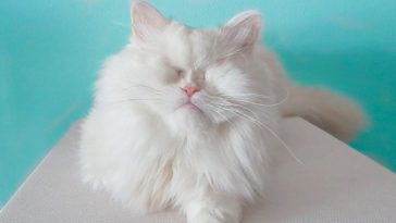 blinde katze