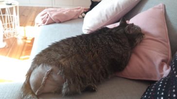 heizung gefahr für katzen