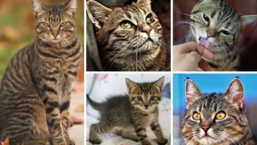 getigerte katzen