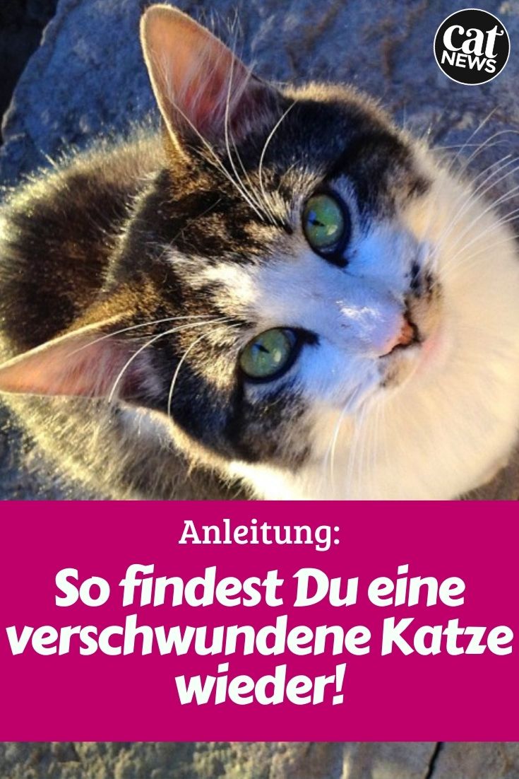 katze entlaufen