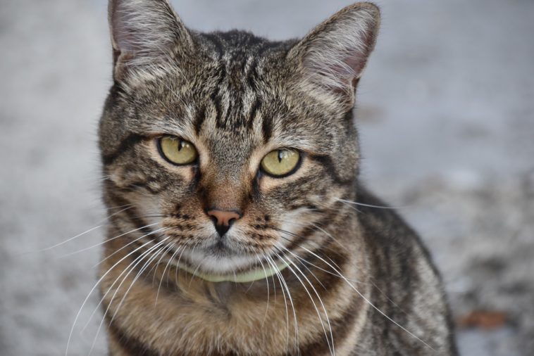 Können Katzen an Trauer sterben