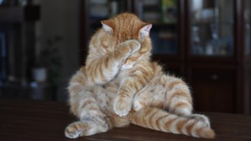 katzen gute frage
