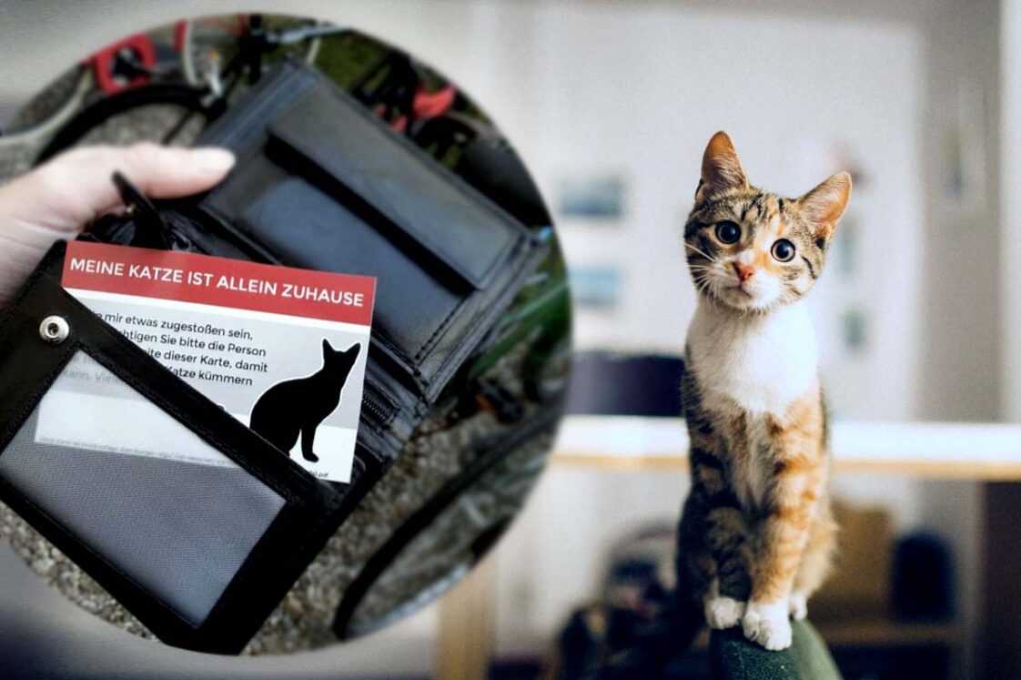 Meine Katze ist allein Zuhause! Die Karte für den Notfall, kostenfrei