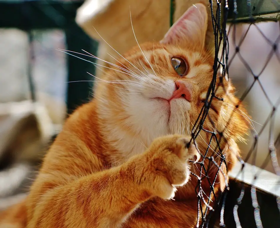 Gerichtsurteil Vermieterin darf Katzennetz  am Balkon  