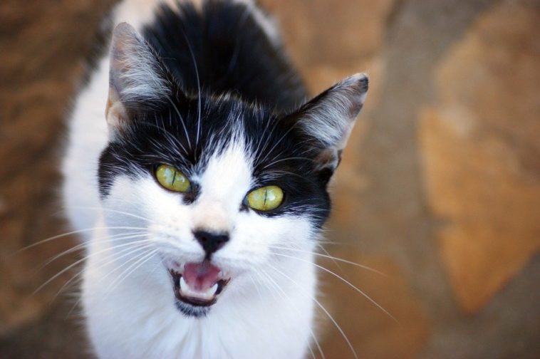 katzensprache app