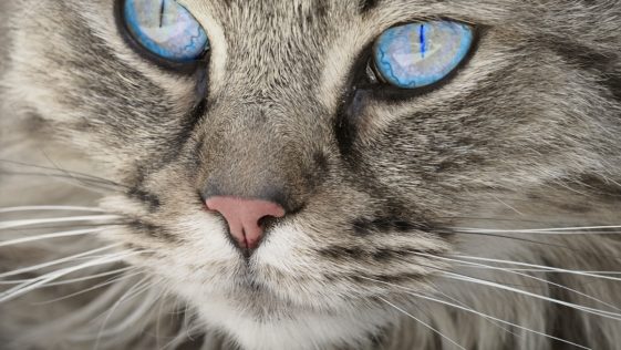 Arabische Katzennamen und türkische Katzennamen für Katzen und Kater